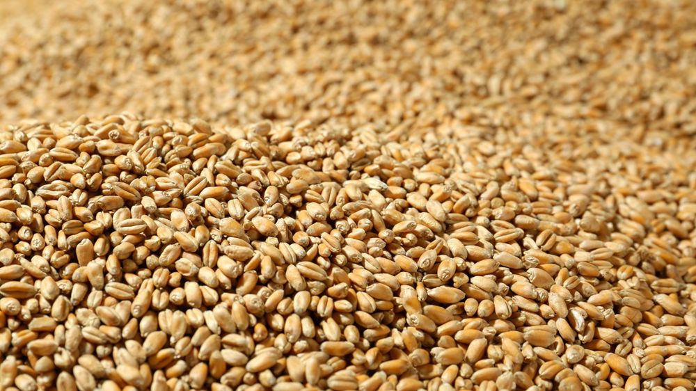 La production mondiale de blé est attendue en nette hausse (+ 5 %) pour la campagne 2025-26, avec 842 millions de tonnes.