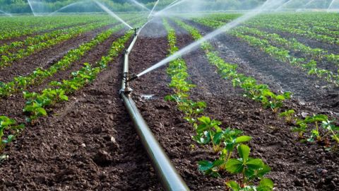 Entre 1 et 1,8 milliard de mètres cube d'eaux usées traitées pourraient être utilisés par an pour irriguer 500 000 à 800 000 ha de grandes cultures.