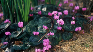 Les fleurs aux pétales retournés du cyclamen coum s’épanouissent parfois dès janvier, mais plus souvent entre février et avril.