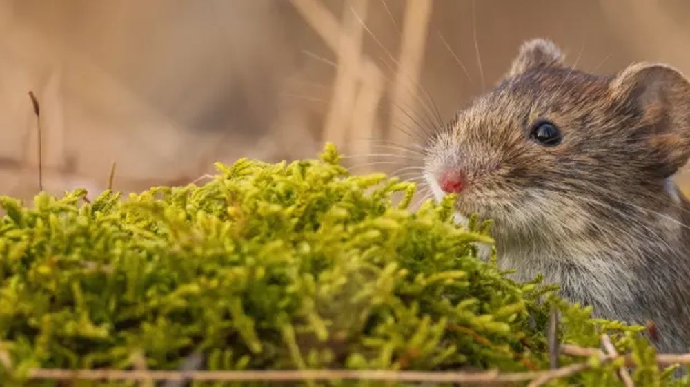 Attention aux campagnols qui ont du mordant !