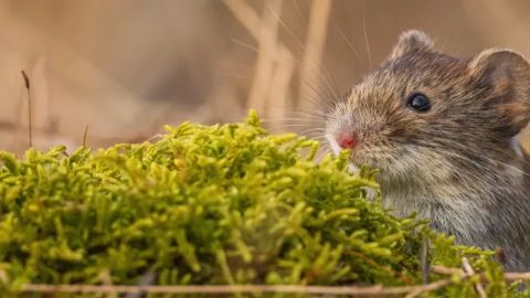 Attention aux campagnols qui ont du mordant !