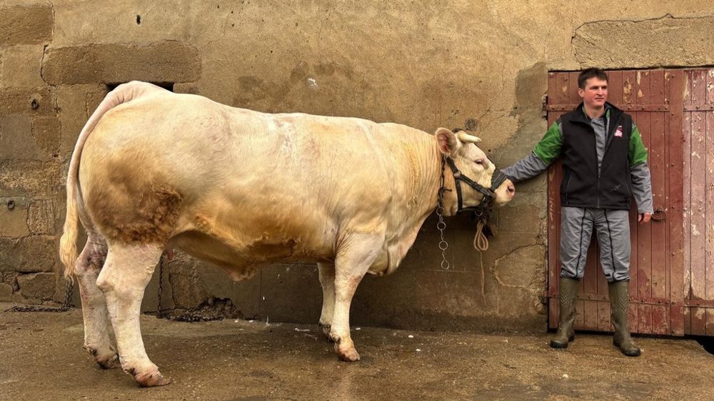 Benoît Micaud et Sumesure une vache Charolaise préparée pour la vente bouchère du Sia 2026.