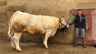 Benoît Micaud et Sumesure une vache Charolaise préparée pour la vente bouchère du Sia 2026.