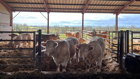 Bâtiment des jeunes reproducteurs au Gaec Micaud