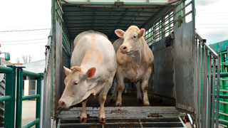 La dernière zone réglementée du Sud-Ouest passe en zone vaccinale, ouvrant ainsi le marché à l'exportation pour les éleveurs concernés.