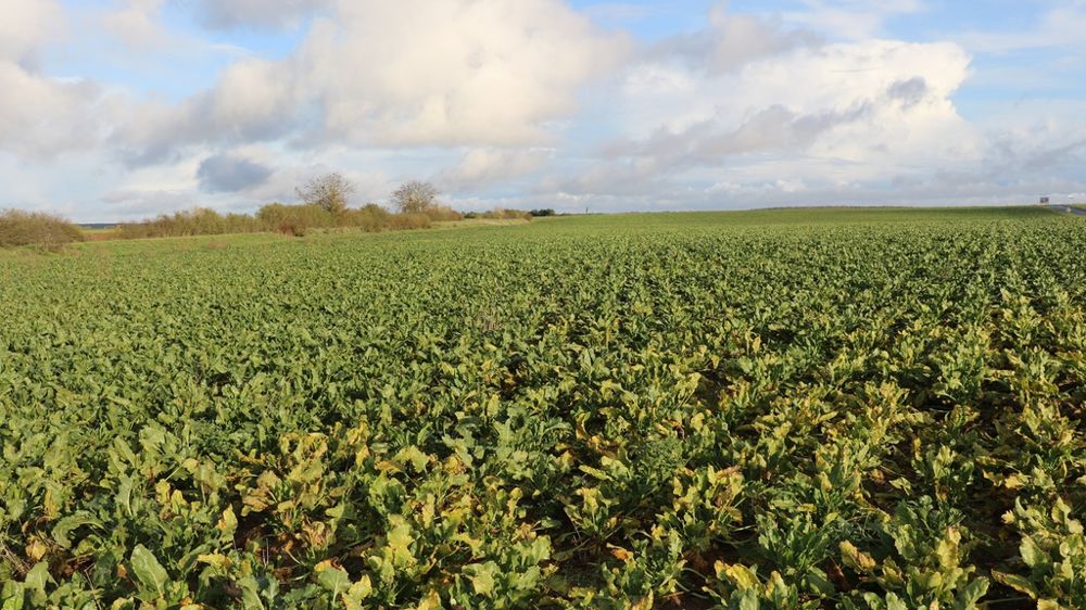 Champ de betteraves bio