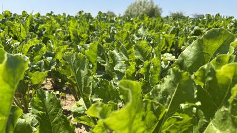 La réintroduction de l'acétamipride n'est pas prévue dans la loi d'urgence agricole.