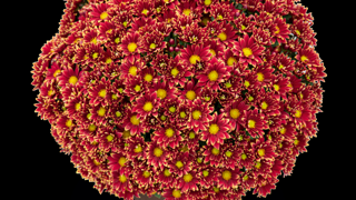Chrysanthemum ‘Salto’ Rouge & Or.