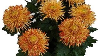 Chrysanthemum SANTOSH® Orange.
