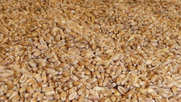 Grains de blé