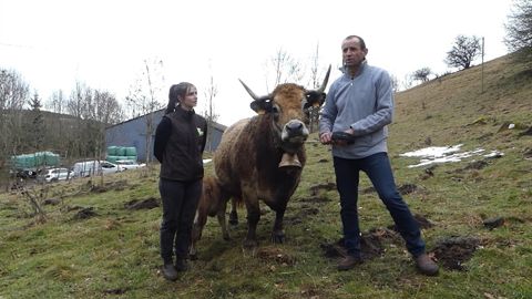 La vache Aubrac Nostalgie de la ferme Rascouper Bas La vache Aubrac Nostalgie de la ferme Rascouper Bas