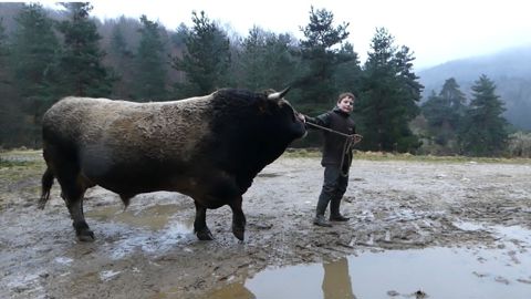 Le taureau Aubrac Nounours du Gaec Benoît Le taureau Aubrac Nounours du Gaec Benoît