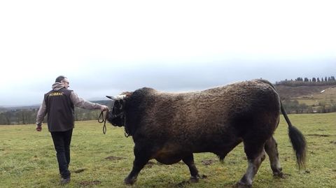 Le taureau Aubrac Prince des frères Bos Le taureau Aubrac Prince des frères Bos