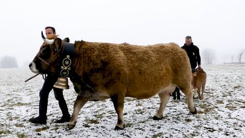 La vache Aubrac Rihanna représente le Gaec Barriol La vache Aubrac Rihanna représente le Gaec Barriol