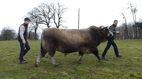 Le taureau Aubrac Sympa issu du Gaec Norlogues Le taureau Aubrac Sympa issu du Gaec Norlogues
