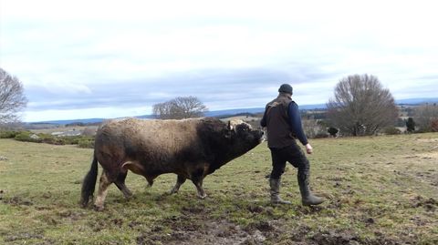 Titan taureau Aubrac représente la ferme Vammale Titan taureau Aubrac représente la ferme Vammale