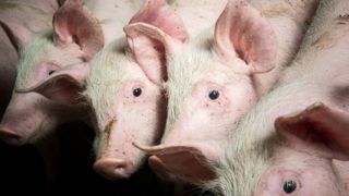 Les professionnels de la filière porcine se préparent à faire face à la peste porcine africaine en France.