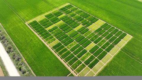 À Landrecourt (Meuse), la coopérative EMC2 teste l'efficience de l'azote selon différents apports d'oligoéléments, à différentes dates.