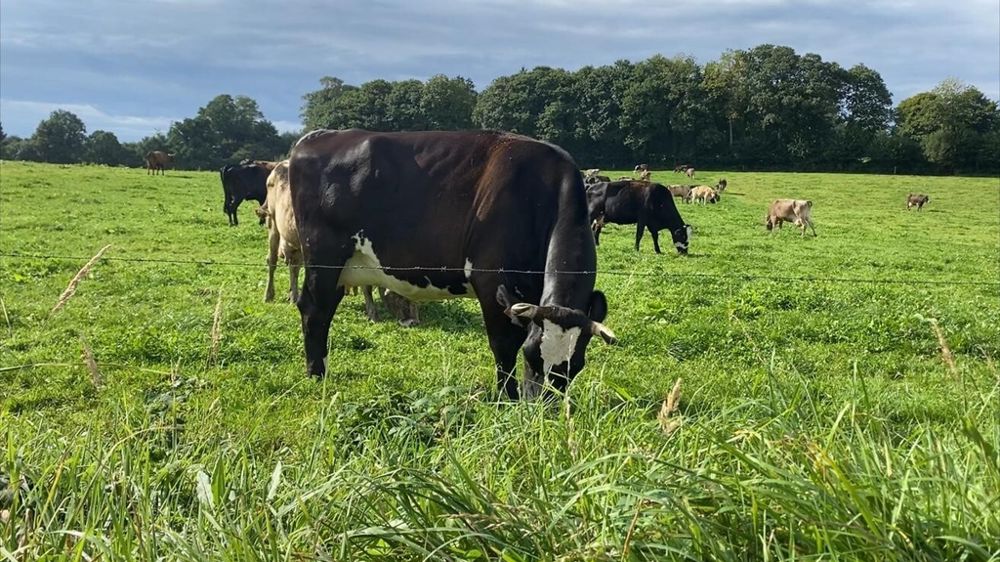 Vache croisée en pâture