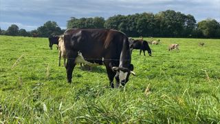 Vache croisée en pâture