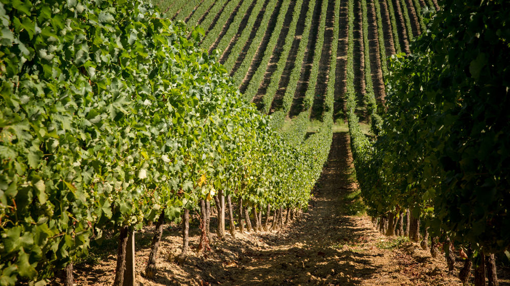 Pas moins de sept nouveaux biostimulants seront disponibles pour la vigne cette année.