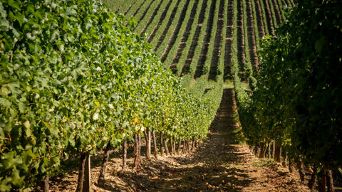 Pas moins de sept nouveaux biostimulants seront disponibles pour la vigne cette année.