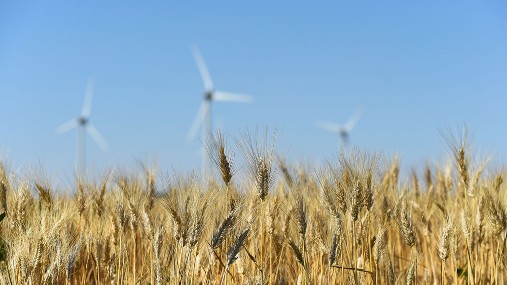 Dans un marché difficile, la filière blé dur française espère des vents plus favorables