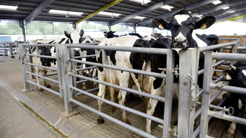 La baisse du prix du lait ne se traduit pas par un afflux de vaches laitières de réforme sur les marchés.