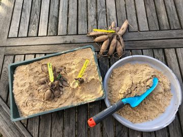 C'est le moment de bouturer vos dahlias.