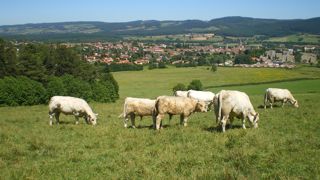 Durant une bonne année climatique de pousse de l'herbe, la marge économique a pu atteindre +41 € par tête pour le lot de broutards ne recevant pas de complémentation au pâturage.
