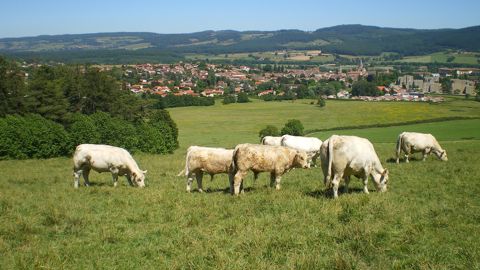 Durant une bonne année climatique de pousse de l'herbe, la marge économique a pu atteindre +41 € par tête pour le lot de broutards ne recevant pas de complémentation au pâturage.