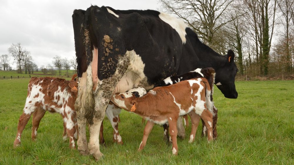 Veaux sous vache nourrice