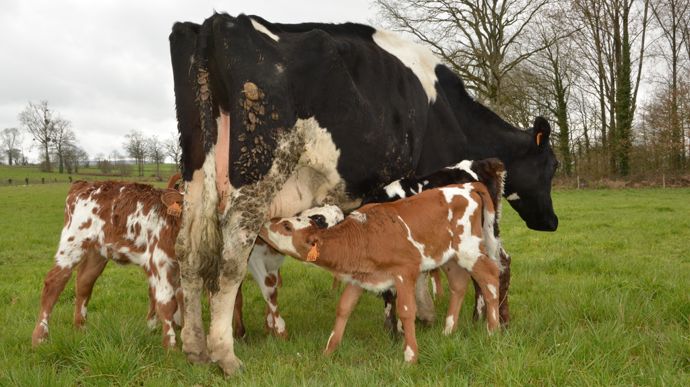 La nourrice doit être une vache suffisamment productive pour nourrir les veaux et les faire pousser rapidement.