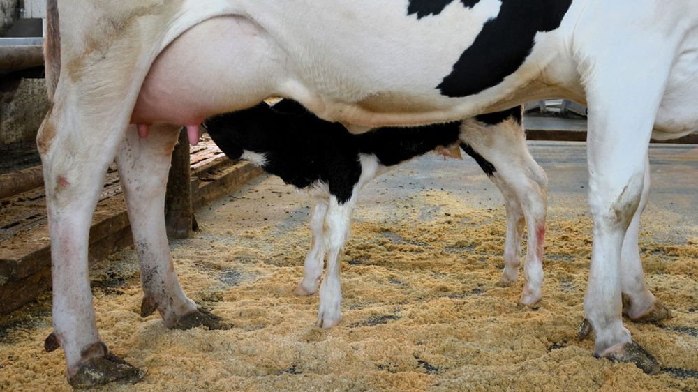 Veau qui tète sa mère