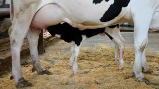 Veau qui tète sa mère