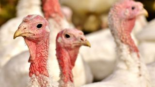 Un foyer de grippe aviaire a été confirmé dans un élevage de dindes de la commune de Beaupréau-en-Mauges dans le Maine-et-Loire.