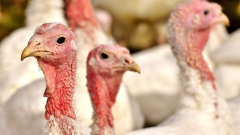 Un foyer de grippe aviaire a été confirmé dans un élevage de dindes de la commune de Beaupréau-en-Mauges dans le Maine-et-Loire.