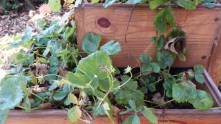 Il est encore possible de planter des fraisiers au printemps.