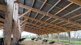 Toiture fibres-ciment pour bâtiment bovin : levier de bien-être et de performance
