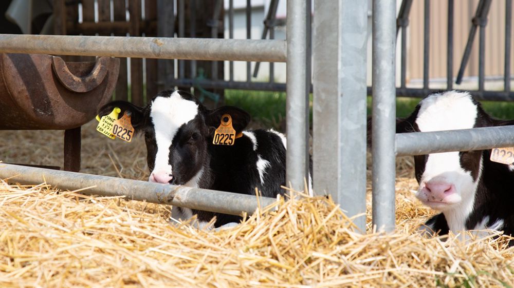 Bâtiments d’élevage : Bien ventiler pour une performance optimale