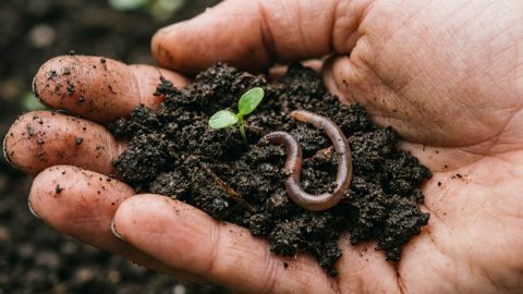 L’idée de l'agriculture biologique de conservation est de maximiser la vie biologique dans le sol.