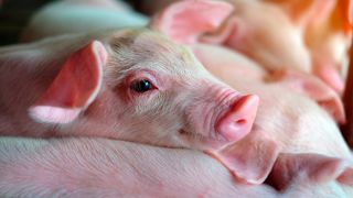 PCV2 et Mycoplasme : des marges de progression persistent