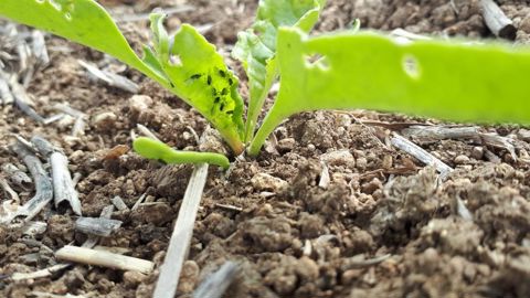 Testé depuis plusieurs années par l’ITB, Verseon (à base de dimpropyridaz) a montré des résultats comparables au produit de référence Teppeki (flonicamide).