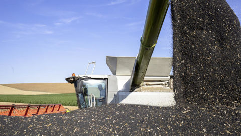 La volatilité extrême des cours du colza attire les fonds d’investissement. S’ils venaient à vendre leurs positions, peu de triturateurs seraient prêts à acheter des graines à ce niveau de prix élevé.