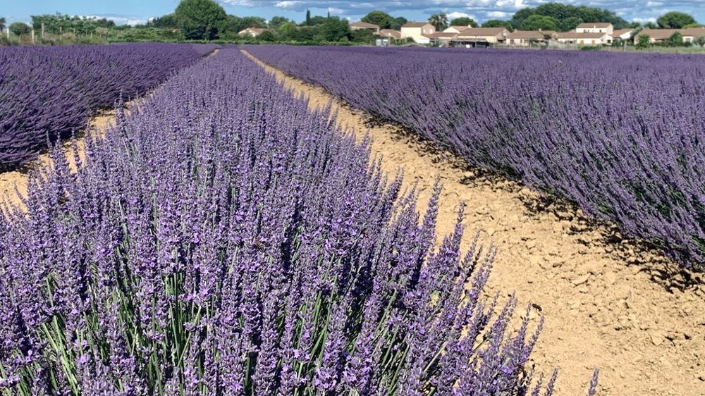 Lavandula sp. fait partie de la liste socle d’espèces spécifiées fréquemment trouvées contaminées par Xylella fastidiosa subsp. multiplex en Occitanie.