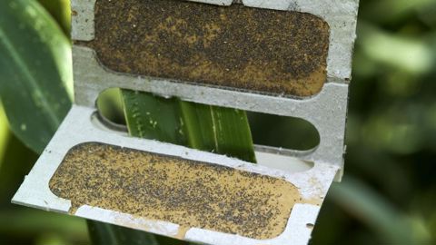 L'application de trichogrammes est une solution de biocontrôle utilisée  pour lutter contre la pyrale du maïs.