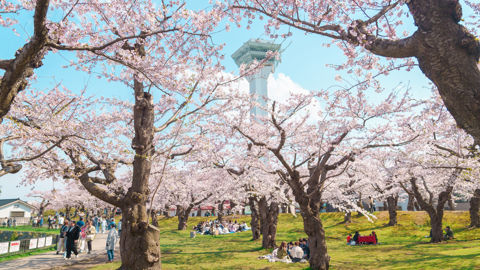 Au printemps, les Japonais se pressent sous les cerisiers. La floraison des arbres est alors prétexte à de joyeuses retrouvailles ou à de belles photos, de mariage en particulier.