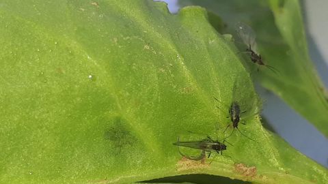 « Seuls les produits Teppeki, Verseon et Movento en mélange avec de l’huile homologuée permettent une diminution du nombre d’aptères verts. Les produits Karaté K et Mavrik Jet ne sont pas efficaces », indique l'ITB dans une note publiée le 17 mars 2026.
