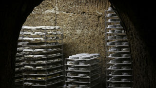 L’interprofession du saint-nectaire soumet au vote des producteurs fermiers et des affineurs un plan de régulation de l’offre.