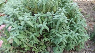 Vous pouvez diviser la sauge au potager, tous les quatre ans.